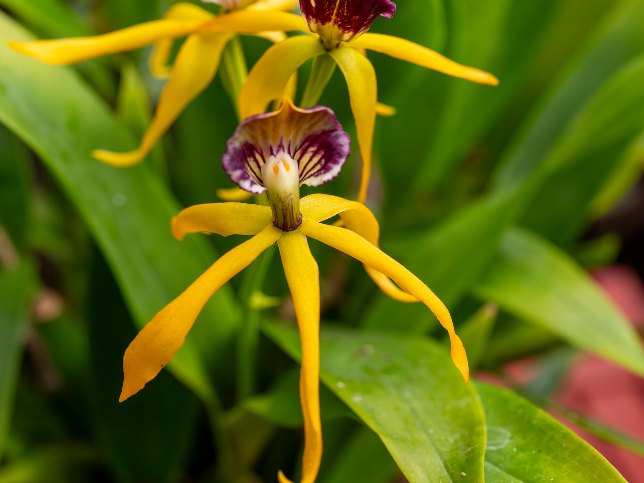 prosthechea-cochleata-6