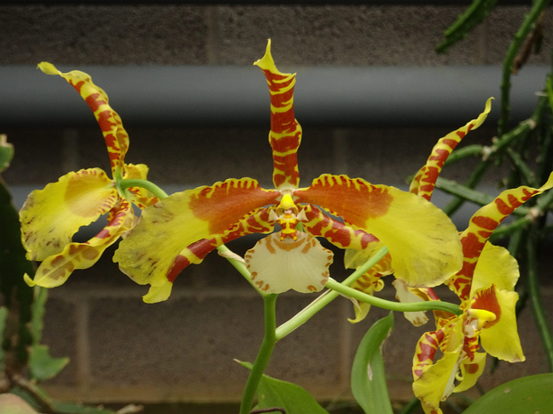 Россиглоссум x Родон Джестер - Rossioglossum x Rawdon Jester