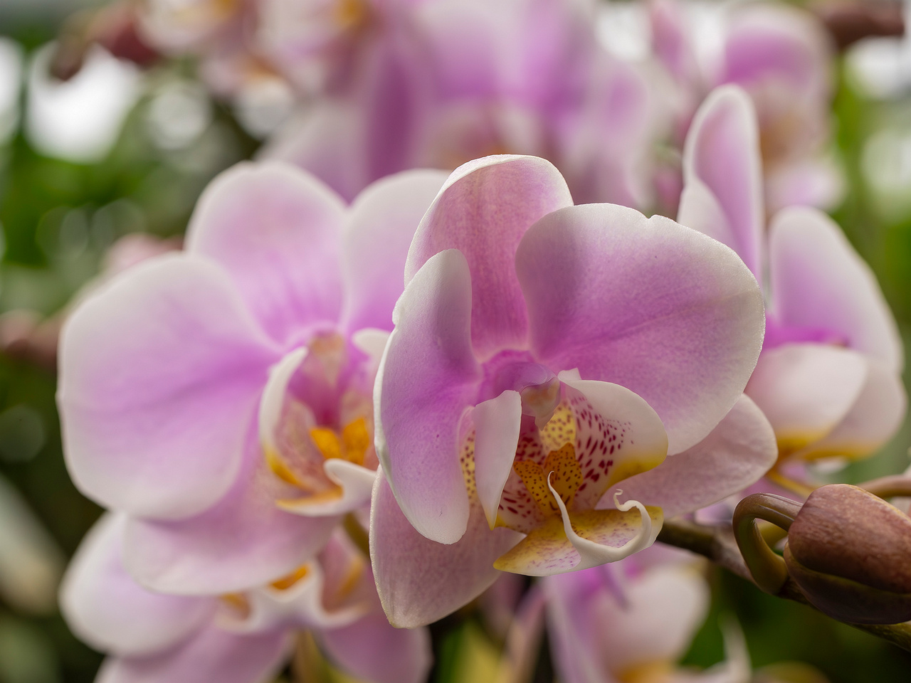 phalaenopsis-'exclusivo-yei'-1