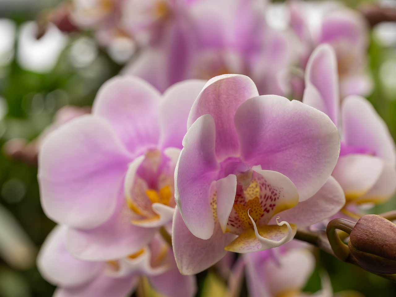 phalaenopsis-'exclusivo-yei'-2