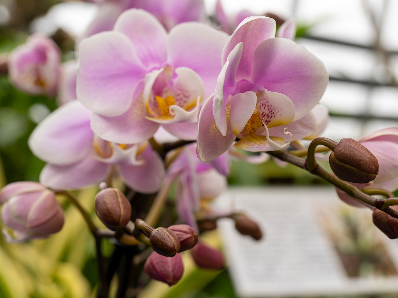 phalaenopsis-'exclusivo-yei'-3