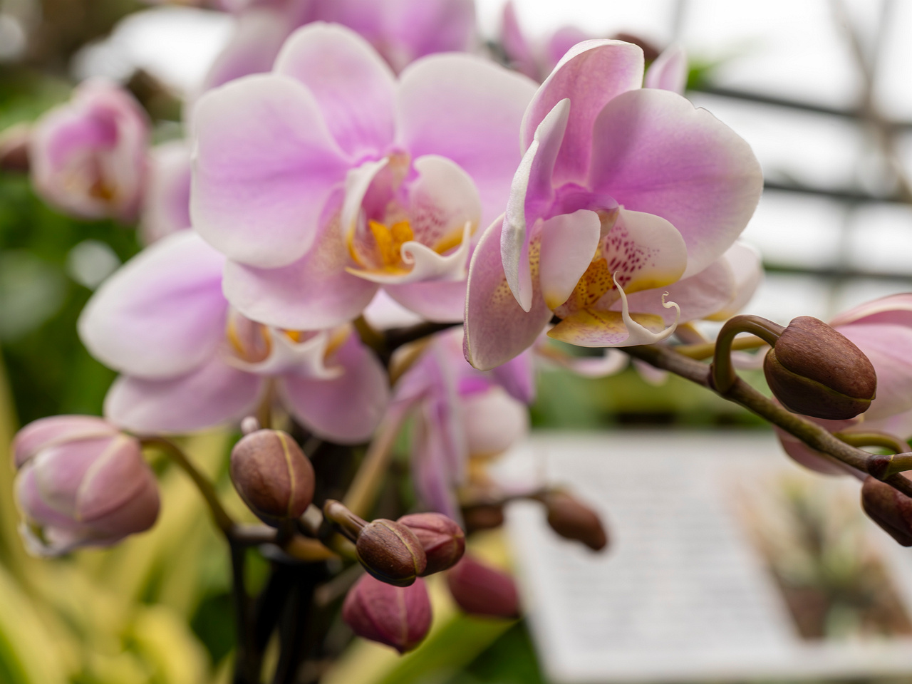 phalaenopsis-'exclusivo-yei'-4