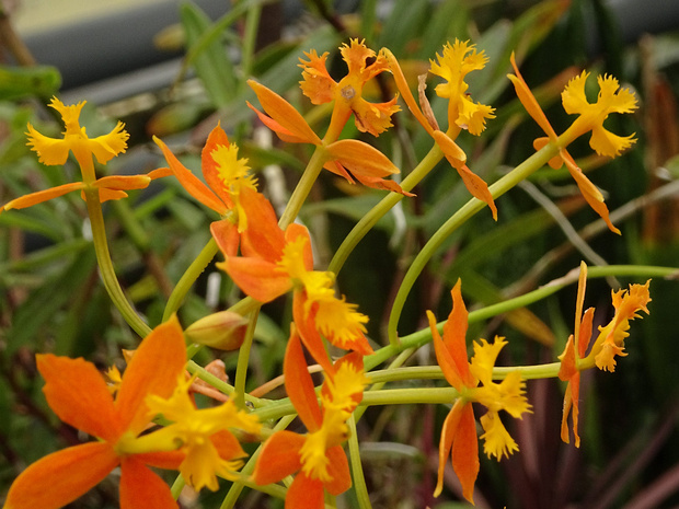 Эпидендрум укореняющийся - Epidendrum radicans