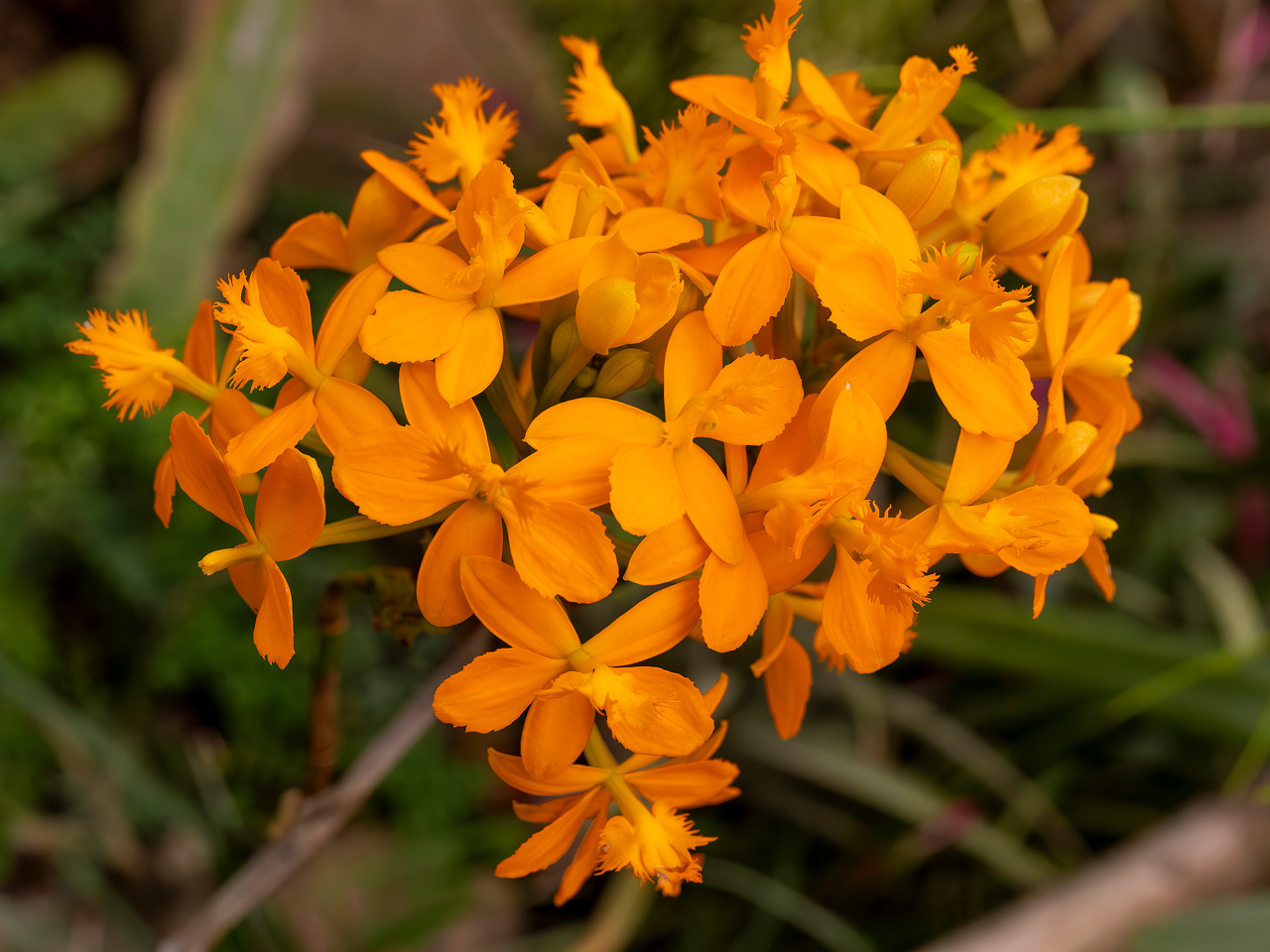 epidendrum-'ballerina'-1