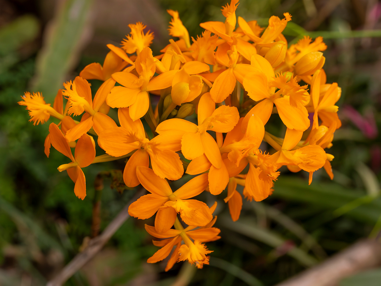 epidendrum-'ballerina'-2