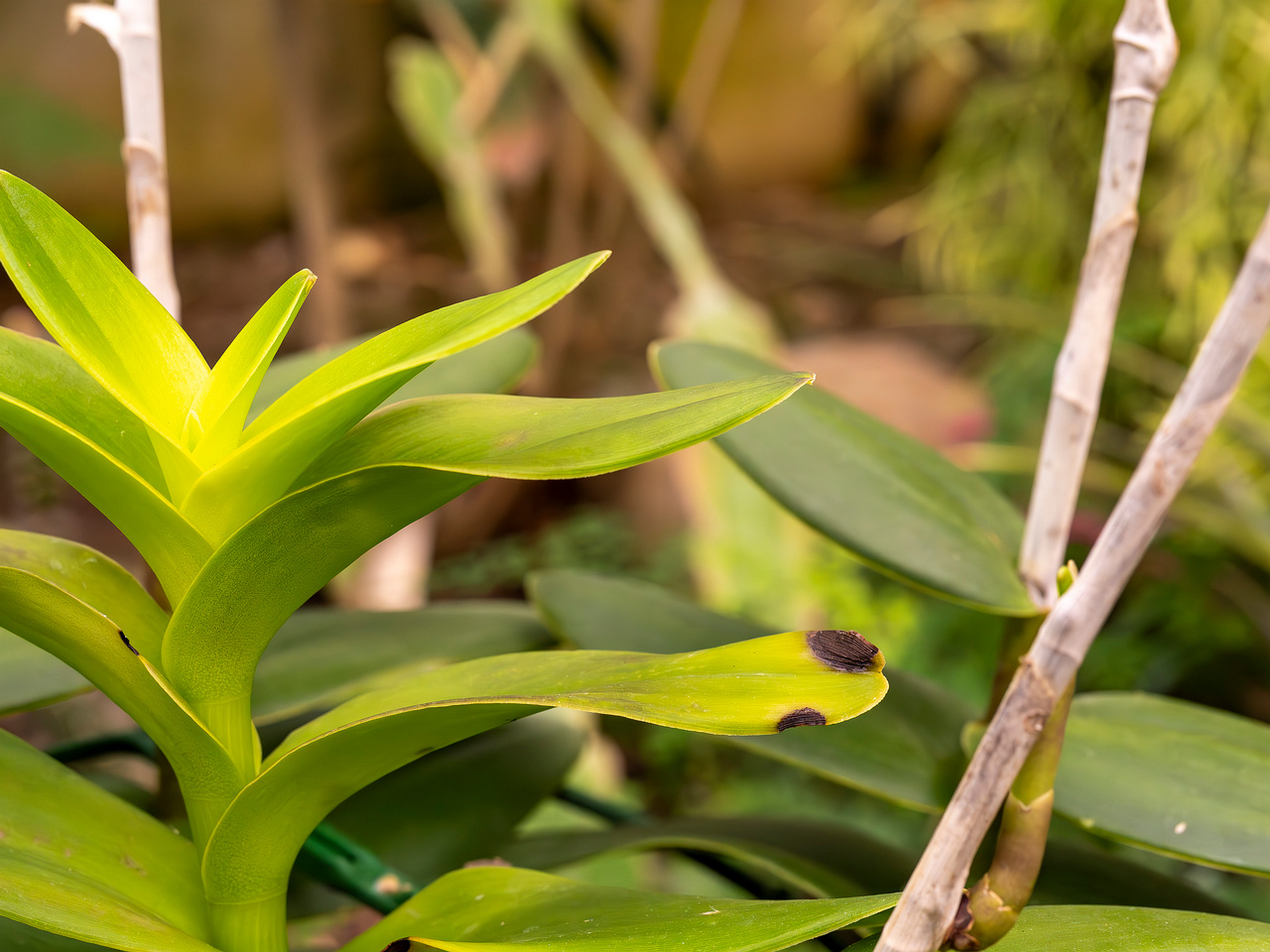 epidendrum-'ballerina'-3