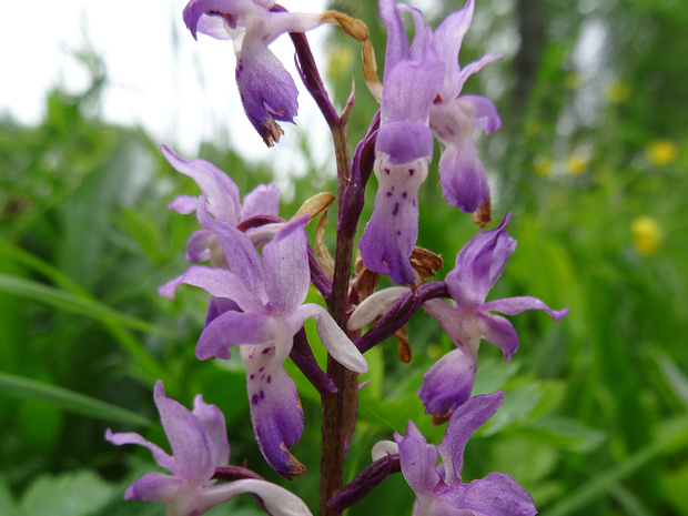 Ятрышник мужской - Orchis mascula