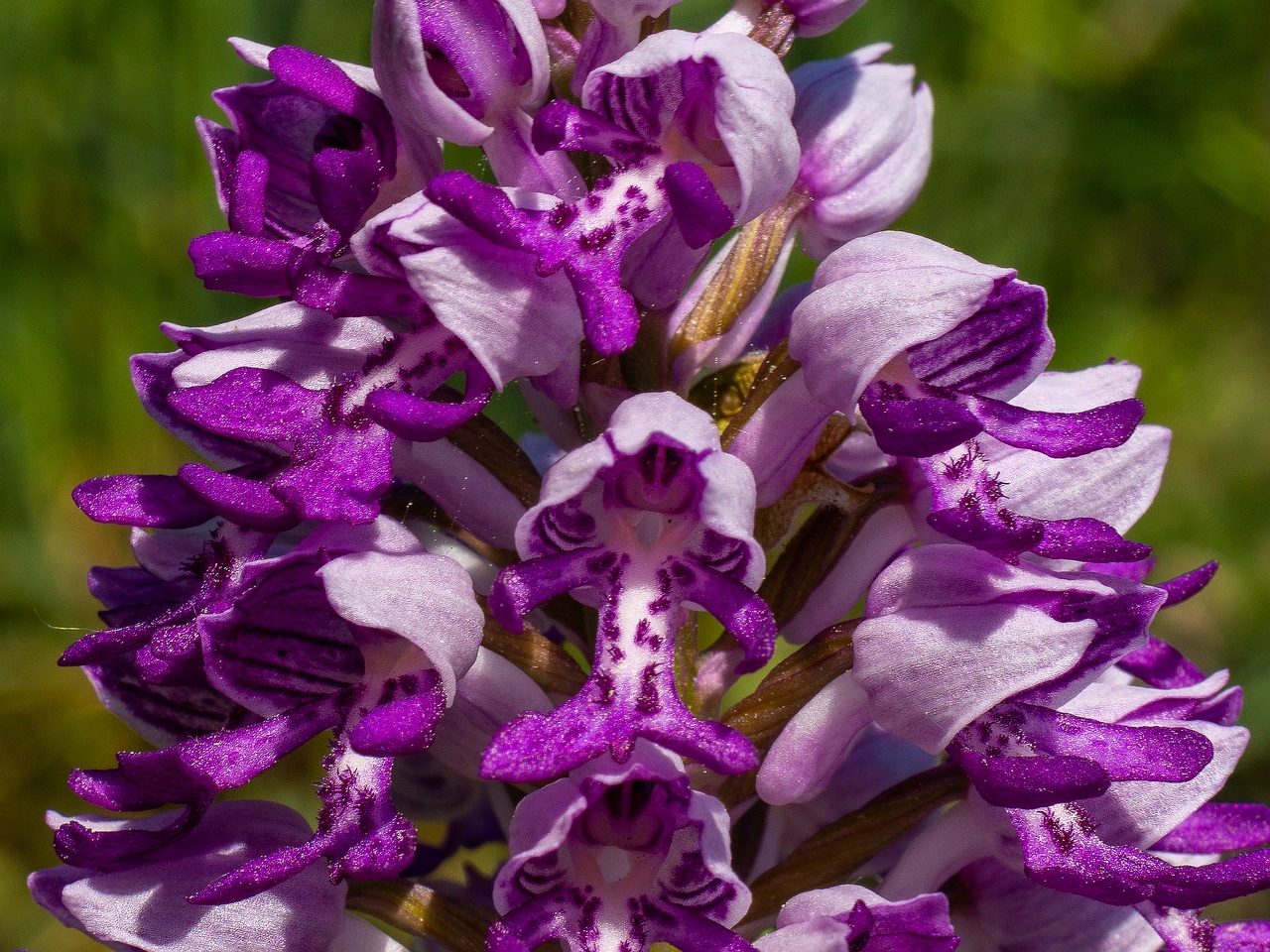 !Orchis militaris _2025-06-01_1-1