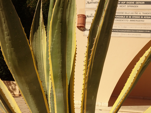 Агава американская разн. окаймлённая - Agave americana var. marginata