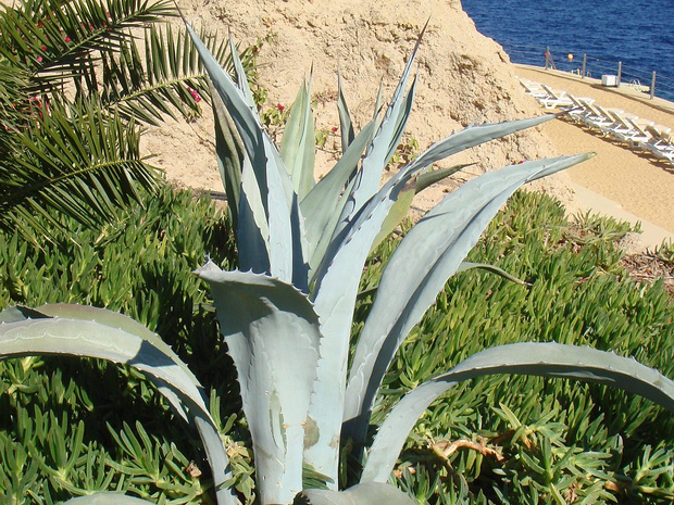 Агава американская - Agave americana