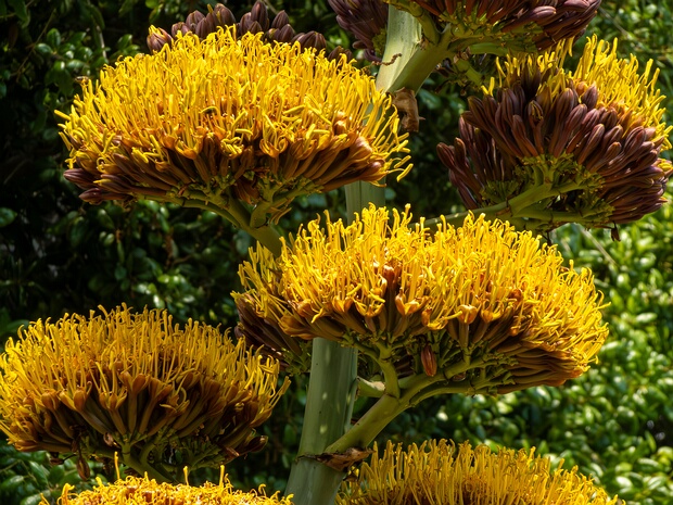 Агава золотая подвид мысовая - Agave aurea subsp. promontorii