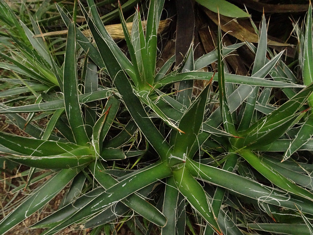 Агава нитеносная - Agave filifera