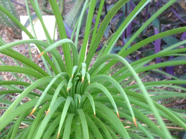 Агава прямая - Agave striata