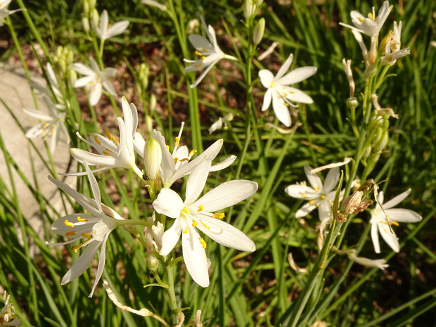 Венечник обыкновенный - Anthericum liliago