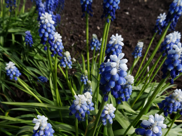 Гадючий лук Оше 'Верхушка Холма' - Muscari aucheri 'Mount Hood'