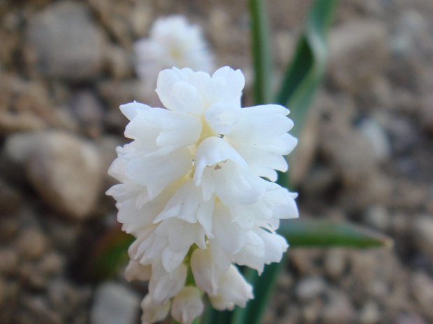 Гадючий лук ажурный белая форма - Muscari azureum f. alba