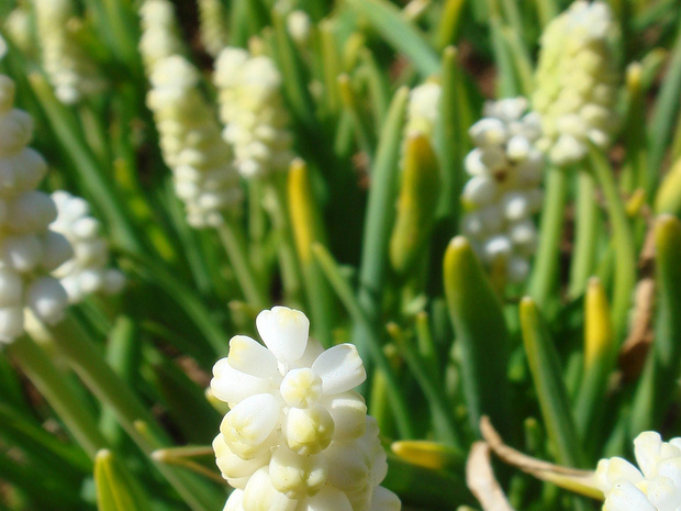 Гадючий лук гроздевидный белая форма - Muscari botryoides f. alba