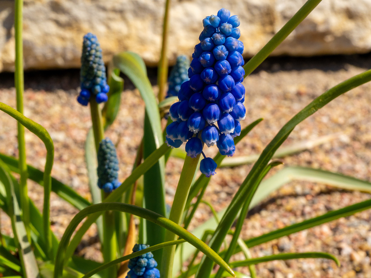 Гадючий-лук-многоцветковый_Мuscari-polyanthum_1-1