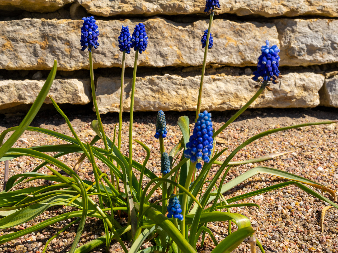 Гадючий-лук-многоцветковый_Мuscari-polyanthum_1-2