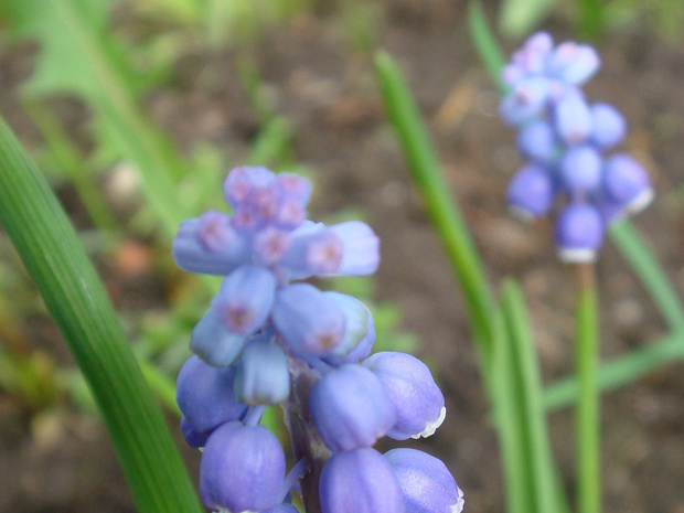 Гадючий лук незамеченный - Muscari neglectum