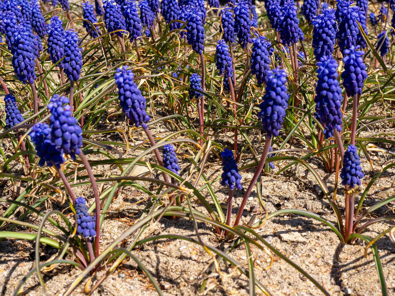 Гадючий-лук-незамеченный_Muscari-neglectum_1-2