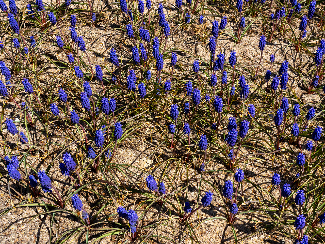 Гадючий-лук-незамеченный_Muscari-neglectum_1-3