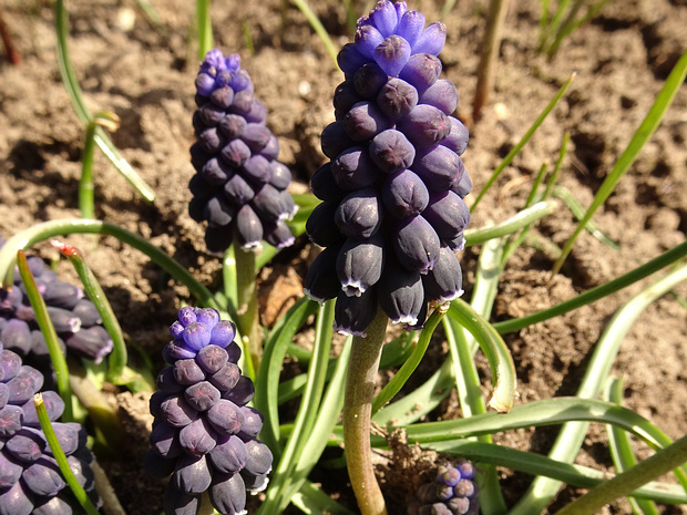 Гадючий лук хорошенький - Muscari pulchellum