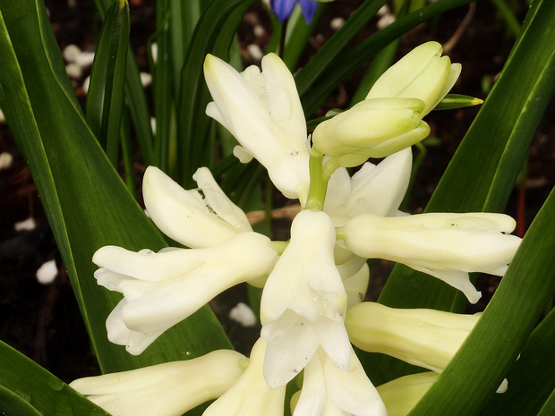 Гиацинт восточный белая форма - Hyacinthus orientalis f. alba