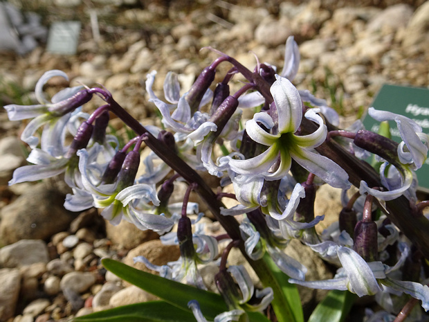 Гиацинт восточный подвид. морозостойкий - Hyacinthus orientalis subsp. chionophilus