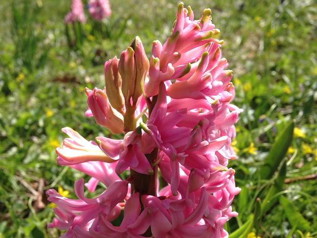 Гиацинт восточный пурпурная форма - Hyacinthus orientalis f. purpurea