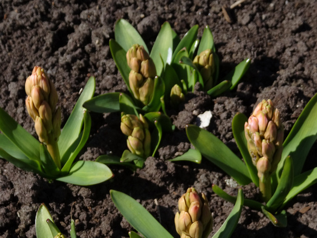 Гиацинт восточный розовая форма - Hyacinthus orientalis f. rosea