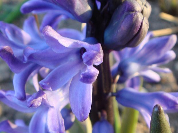 Гиацинт восточный - Hyacinthus orientalis