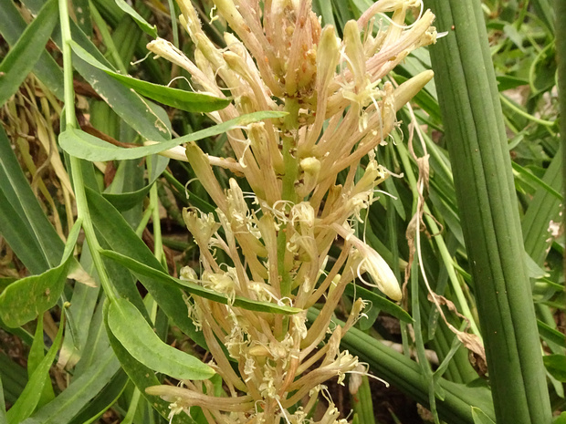 Драцена ангольская - Dracaena angolensis