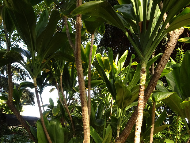 Кордилина кустарниковая - Cordyline fruticosa