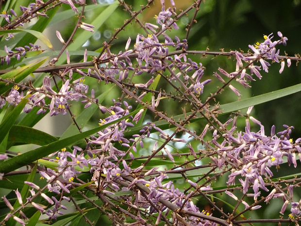 Кордилина прямая - Cordyline stricta