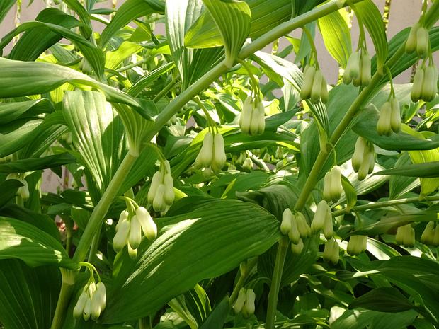 Купена x гибридная - Polygonatum x hybridum