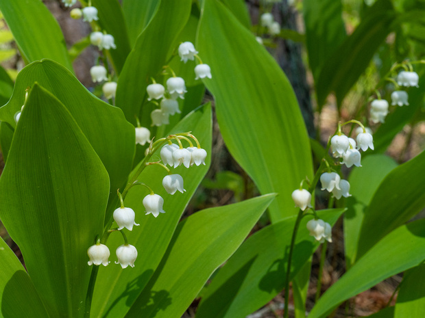 Ландыш майский - Convallaria majalis