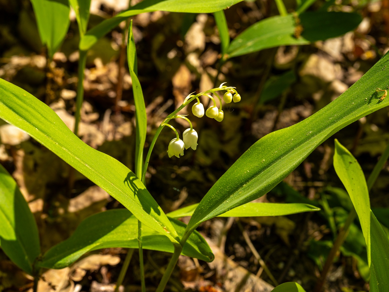 Convallaria majalis _2025-06-01_1-1