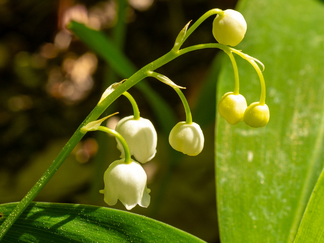 Convallaria majalis _2025-06-01_1-2