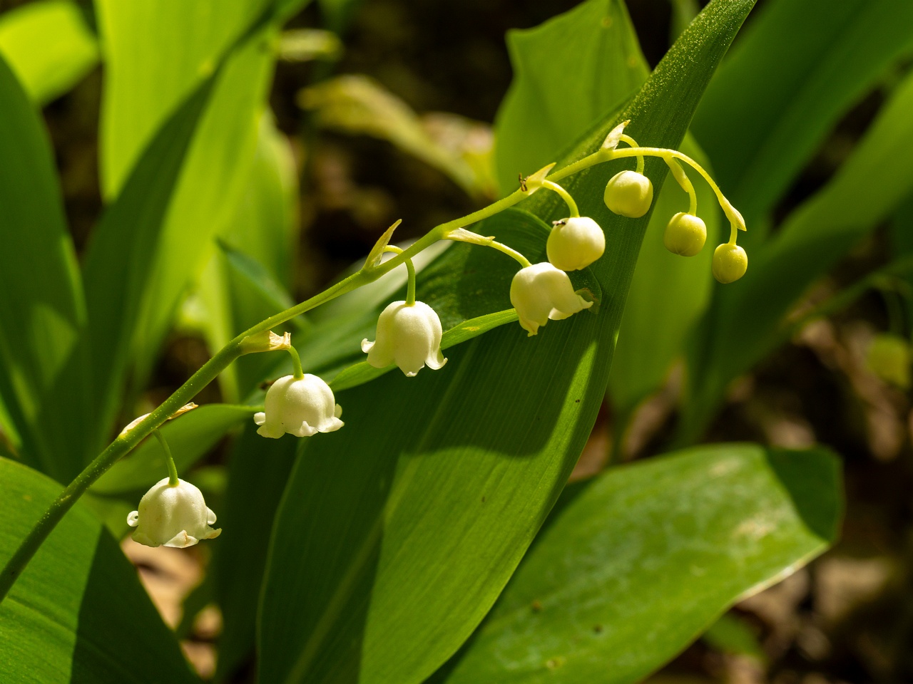 Convallaria majalis _2025-06-01_1-3