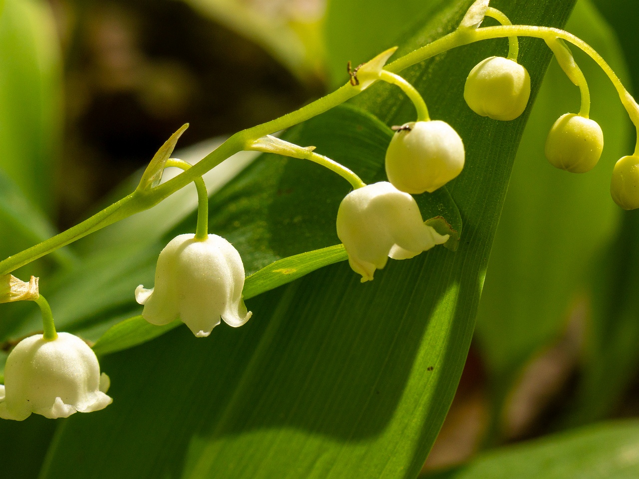 Convallaria majalis _2025-06-01_1-4