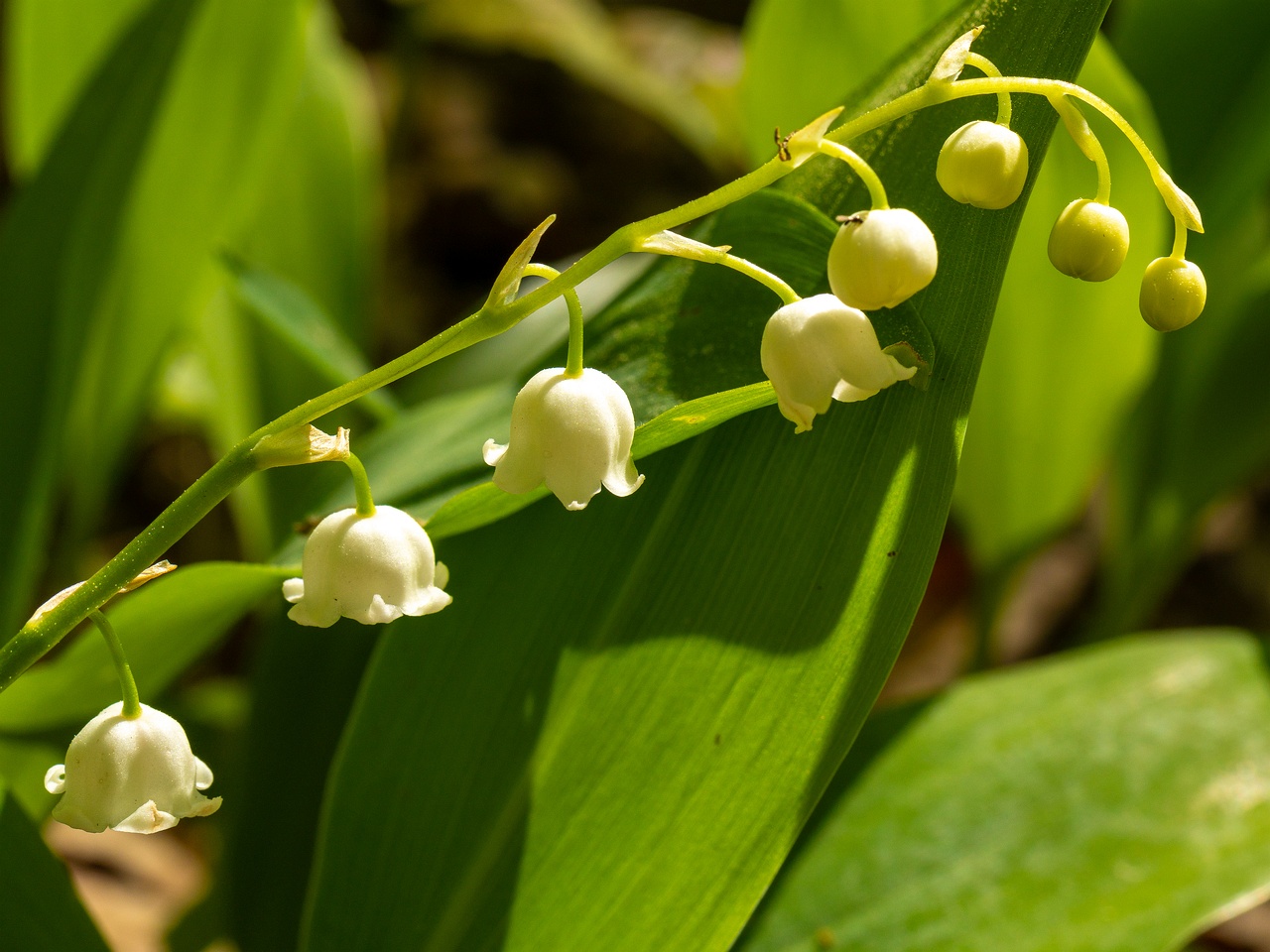 Convallaria majalis _2025-06-01_1-5