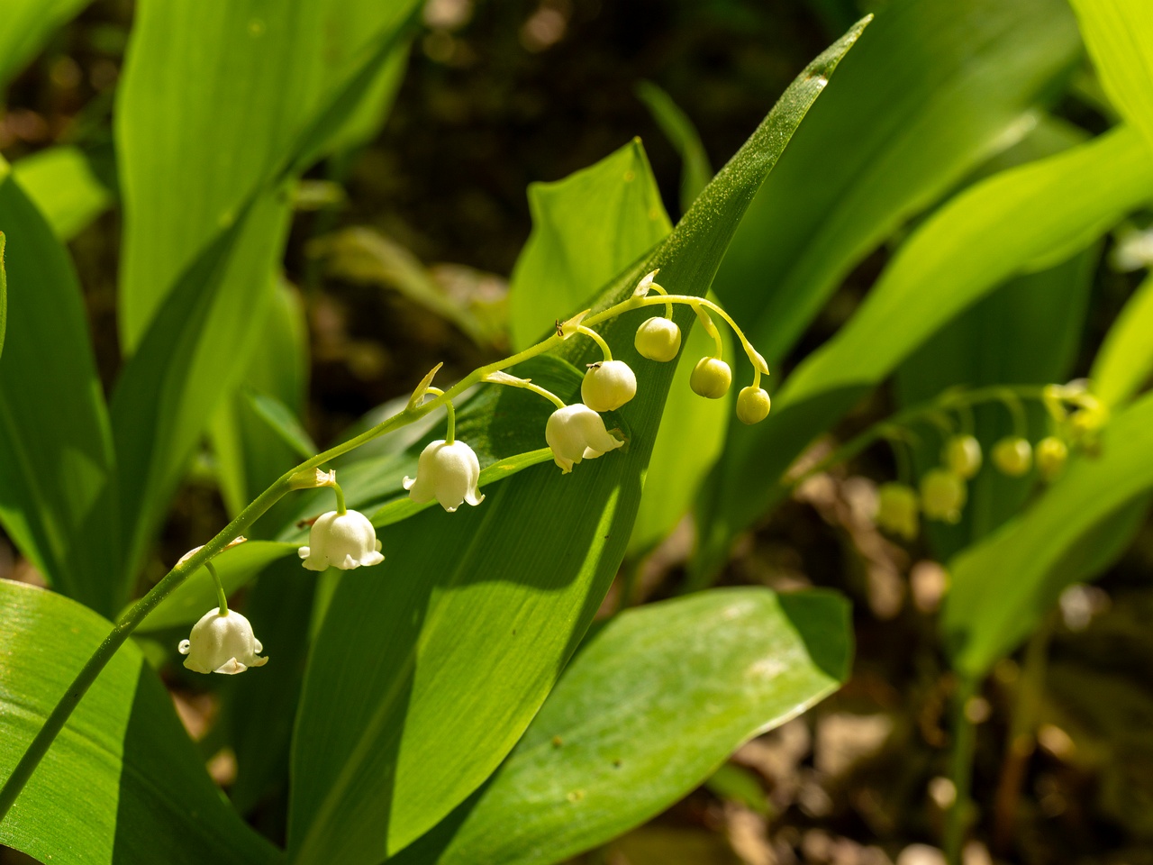 Convallaria majalis _2025-06-01_1-6