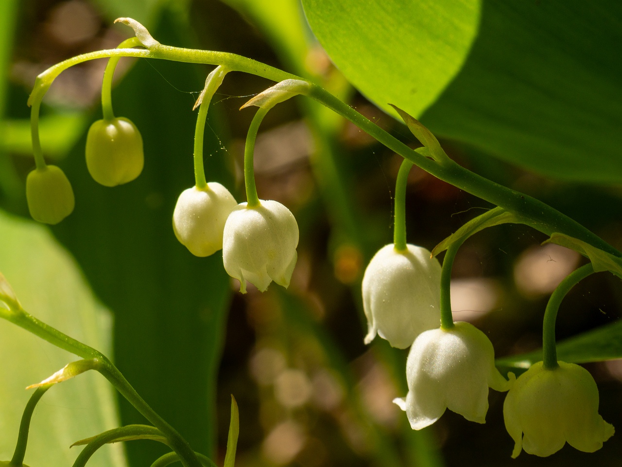 Convallaria majalis _2025-06-01_1-7