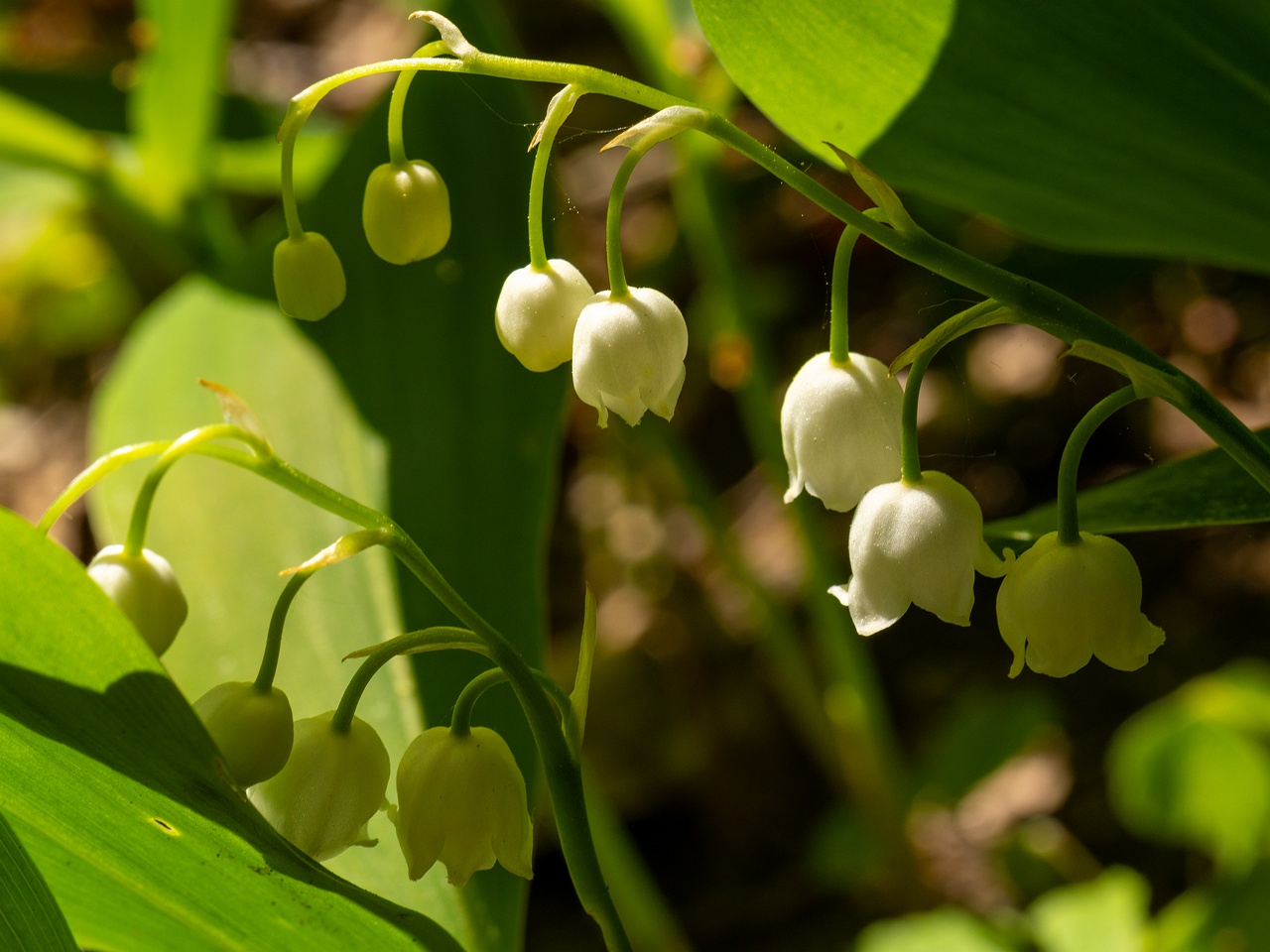 Convallaria majalis _2025-06-01_1-8