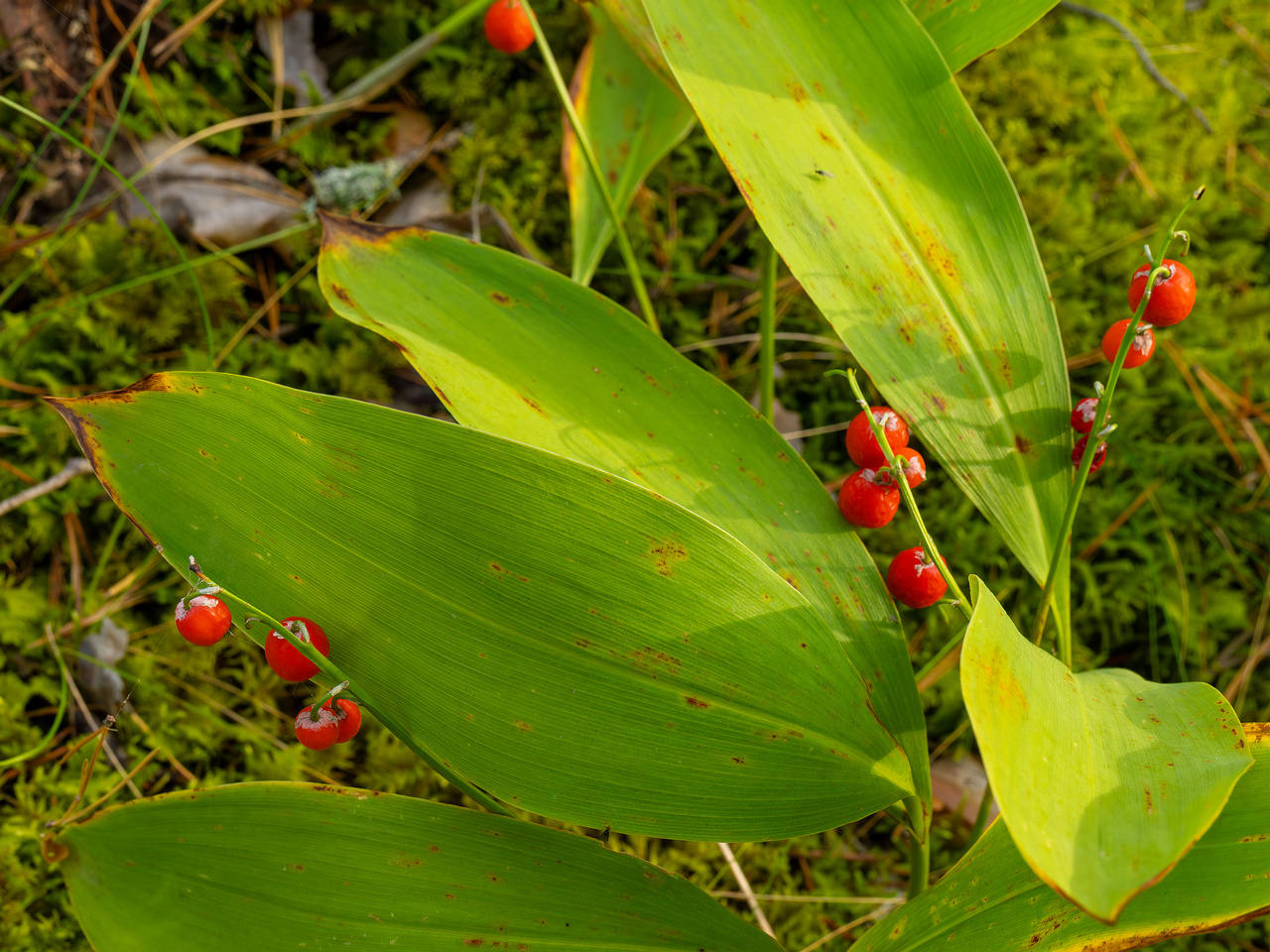 convallaria-majalis_1-7