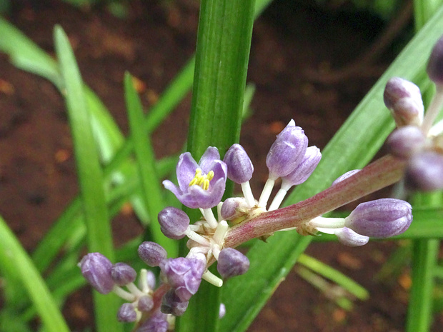 Лириопе мускари - Liriope muscari