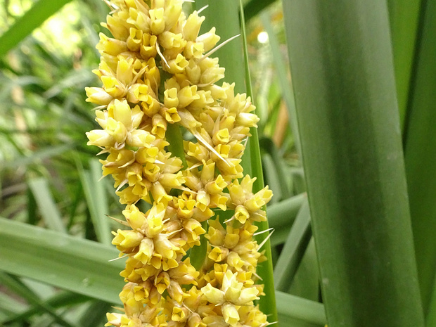 Ломандра длиннолистная - Lomandra longifolia