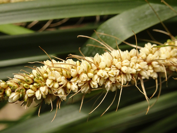 Ломандра шиповатая - Lomandra spicata