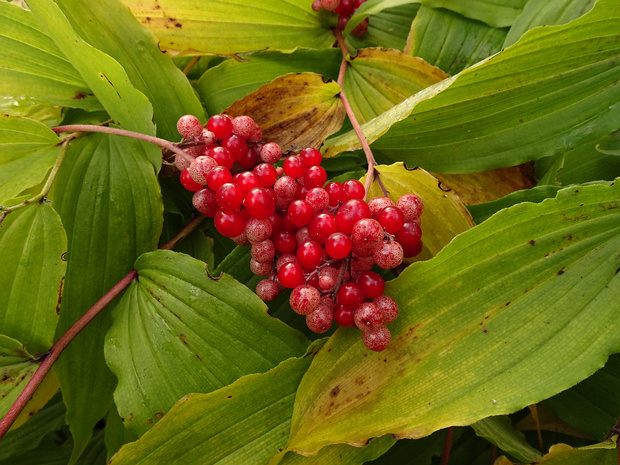 Майник кистистый - Maianthemum racemosum